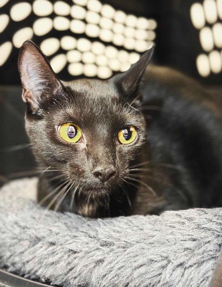 Enlarge Persephone, a Adoptable mixed breed in Deland, FL image 4/4