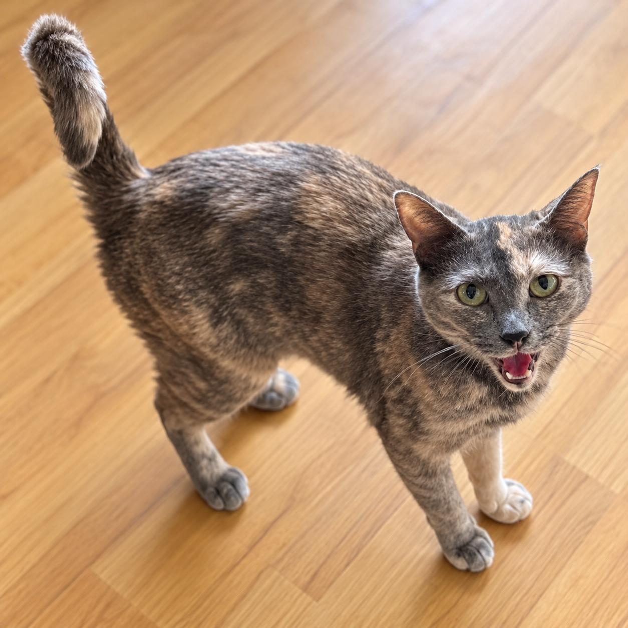 Enlarge .Terrie, a Adoptable Domestic Short Hair in Hillsborough, NJ image 2/2