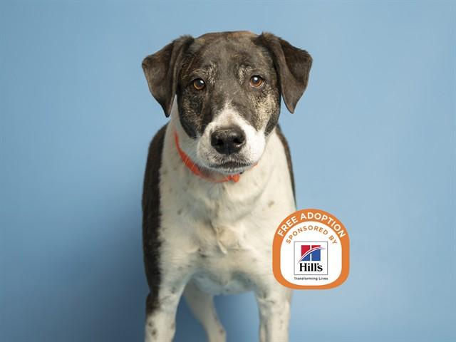 QUEEN, Adoptable, Adult Female Australian Cattle Dog / Blue Heeler & Mixed Breed.