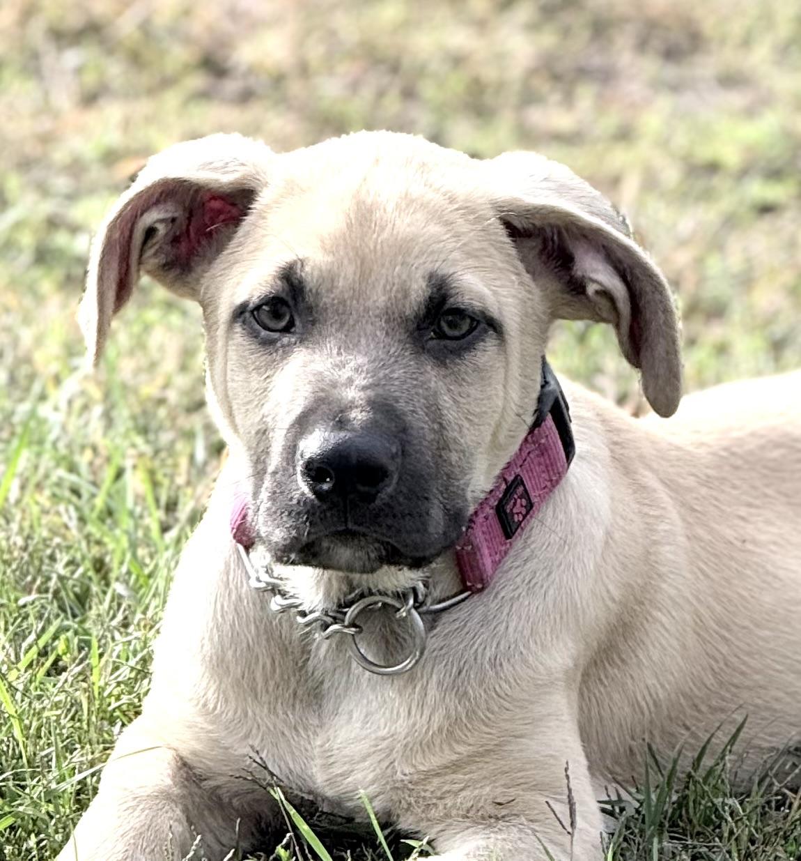 Enlarge Boss (Courtesy Post), a Adoptable mixed breed in Nerstrand, MN image 3/3