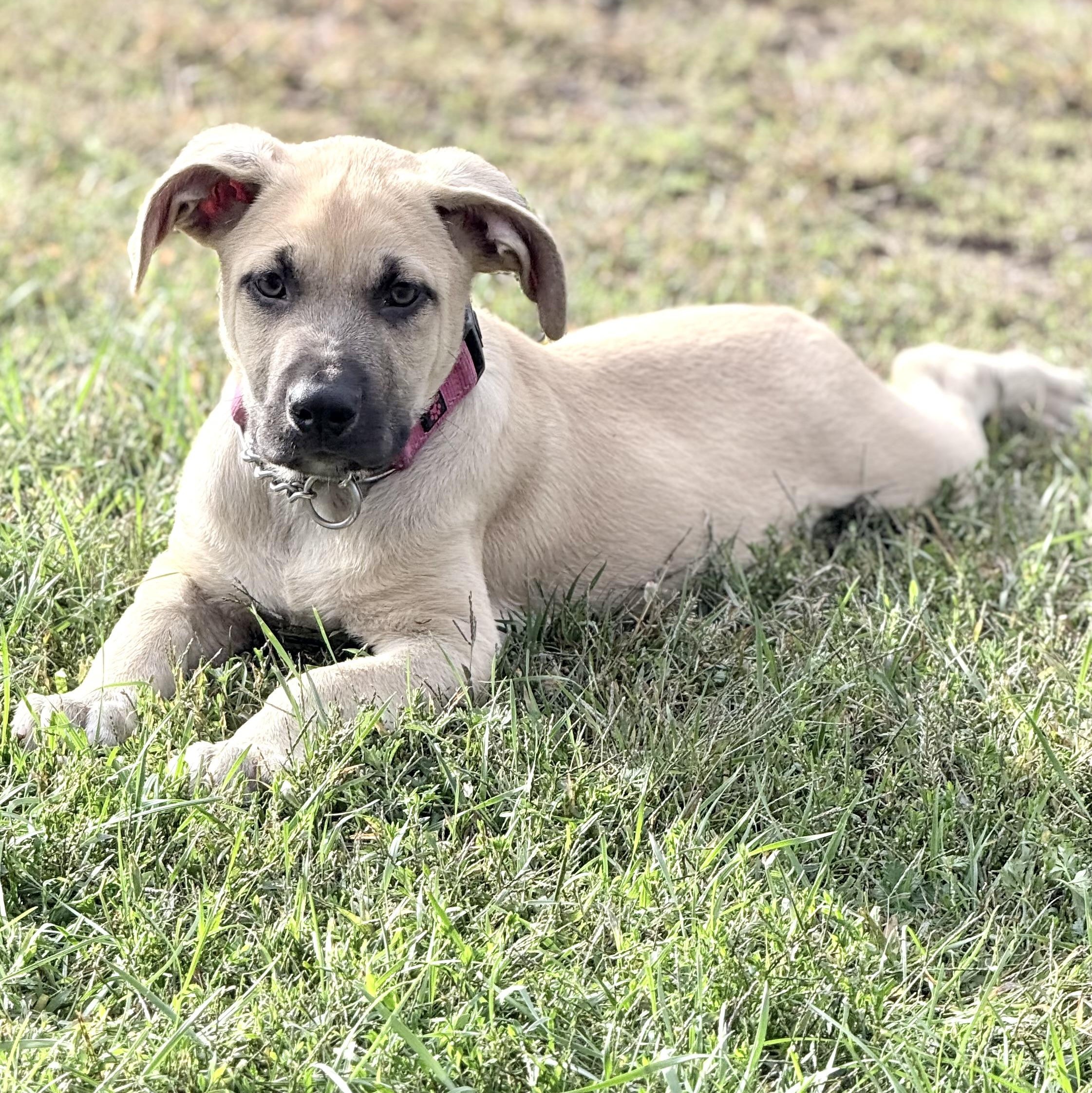 Boss, a Great Dane