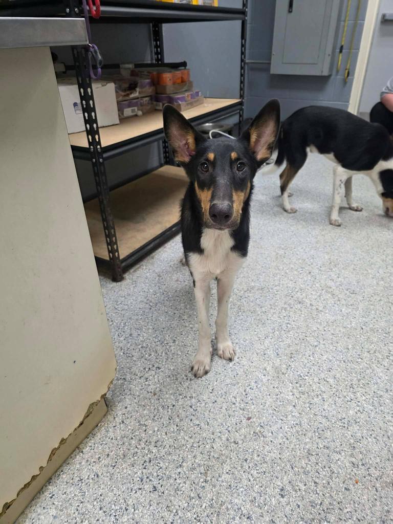 Enlarge Dorian, a Adoptable mixed breed in Livingston, LA image 1/1