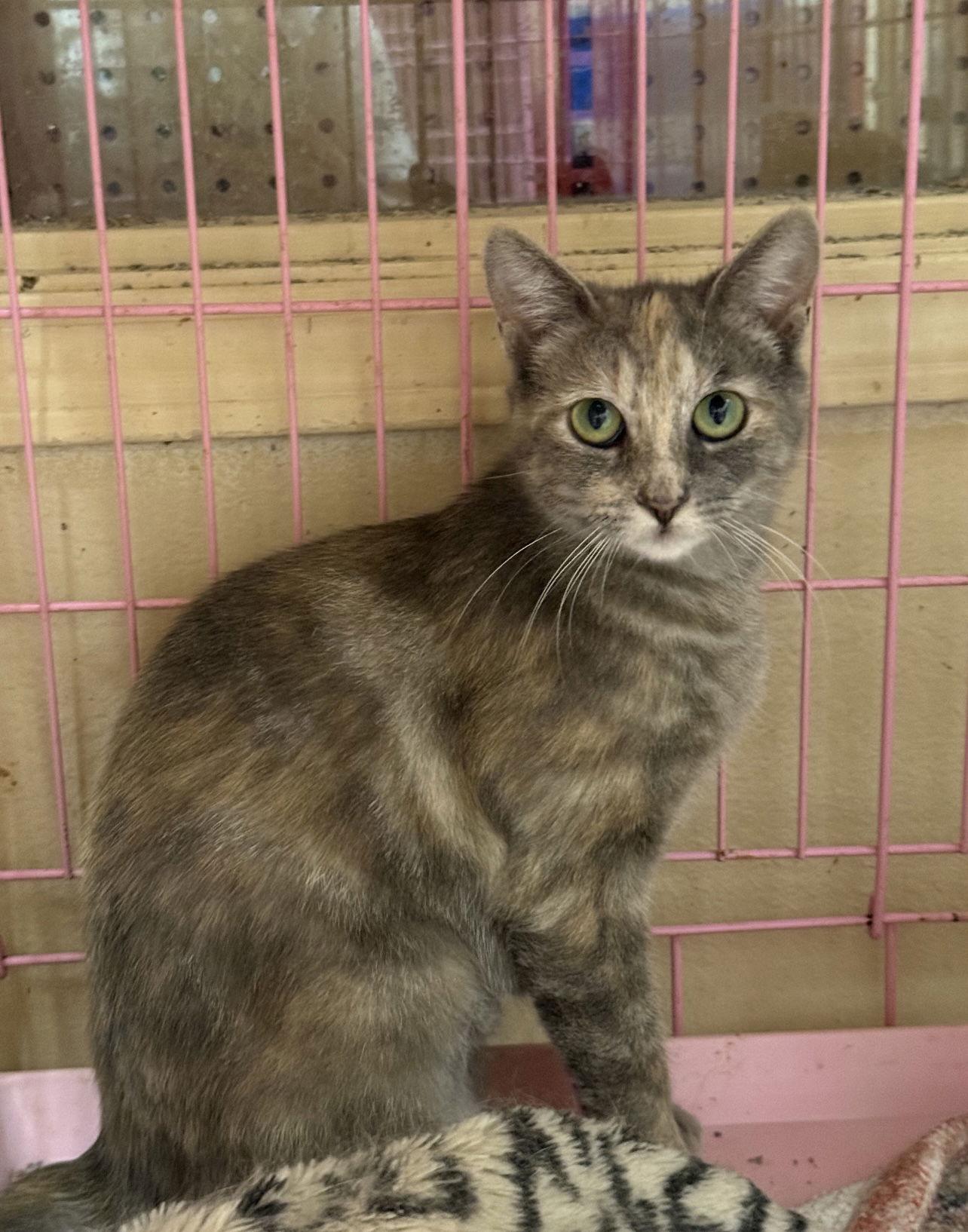 Annabella Napa oetco, Adopted, Young Female Dilute Tortoiseshell.