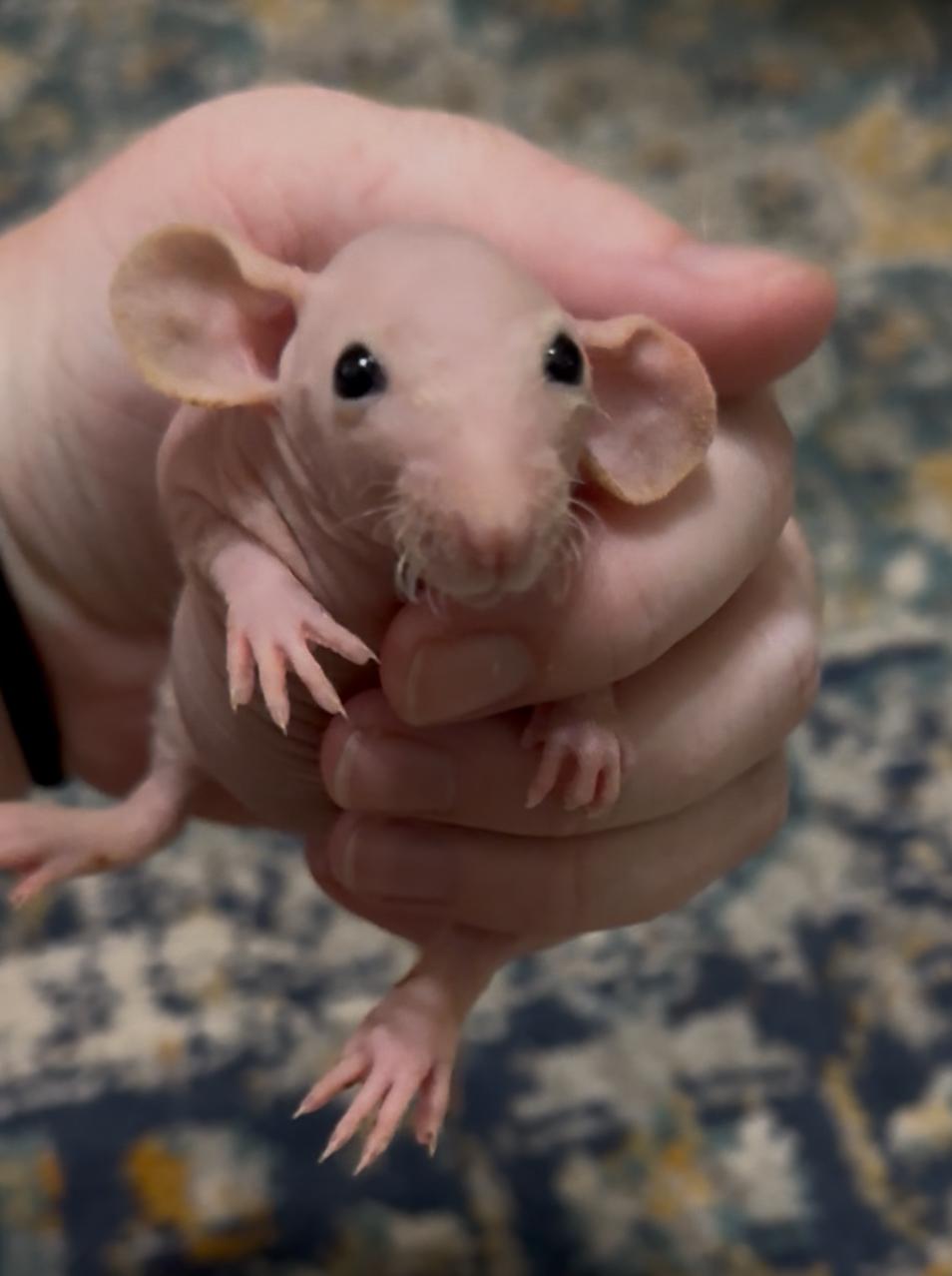 Enlarge Shawn & Kenny, a Adopted Rat in St. Cloud, FL image 3/3