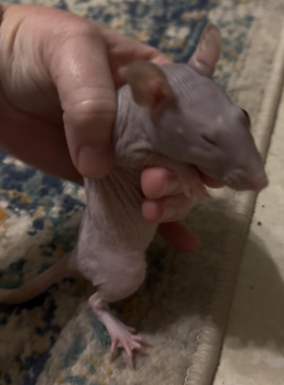 Enlarge Shawn & Kenny, a Adopted Rat in St. Cloud, FL image 2/3