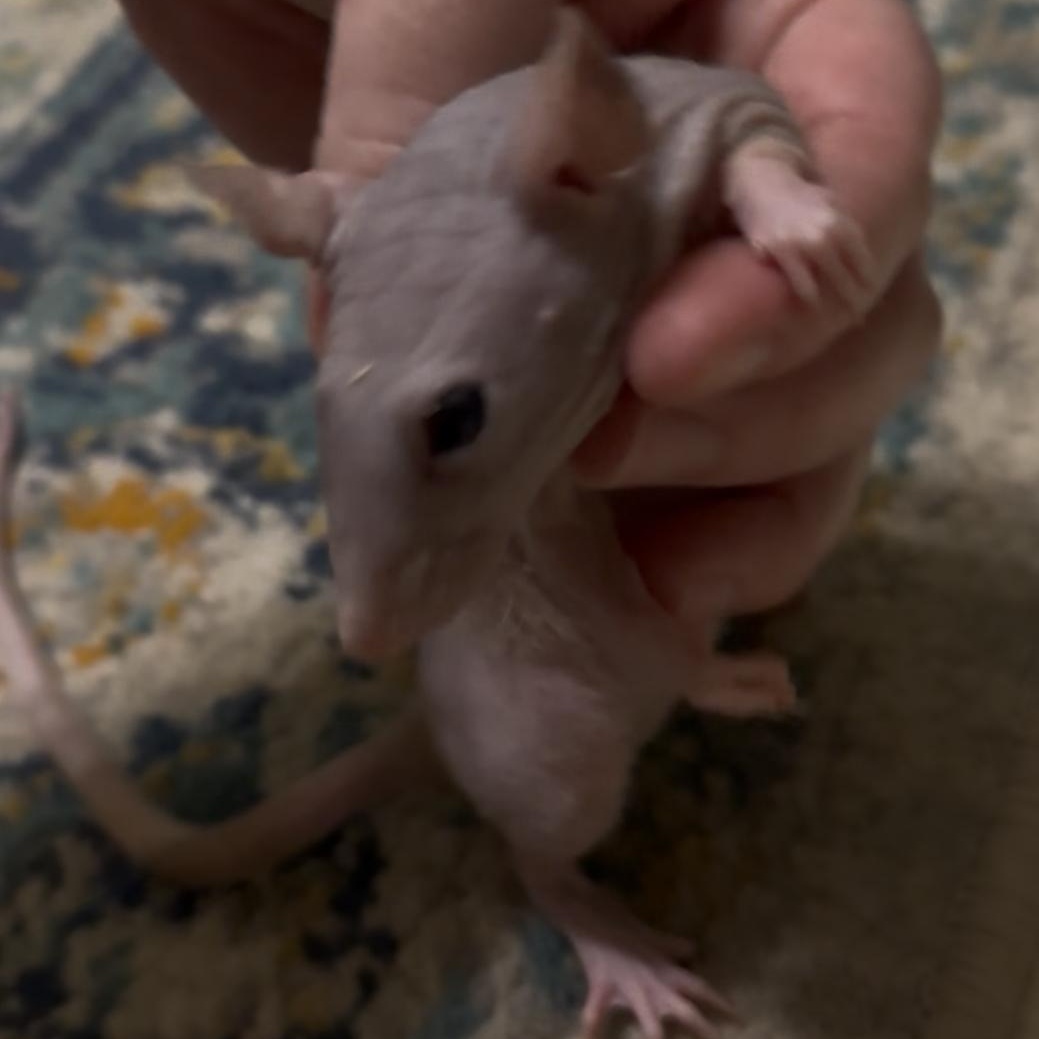 Shawn & Kenny, Adopted, Young Male Rat.