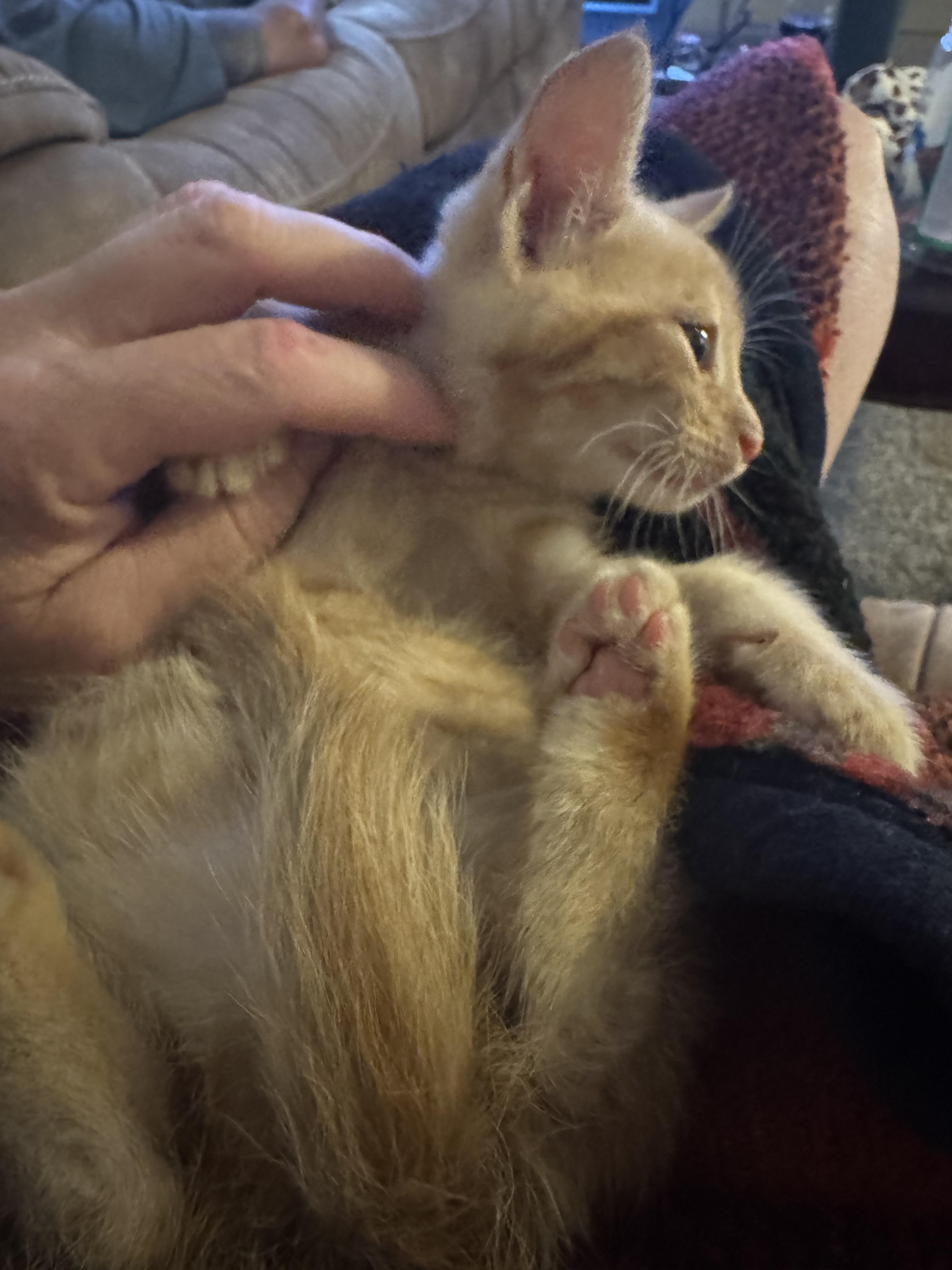 Milo - indoor and outdoor kitty, Adopted, Young Male Domestic Short Hair.