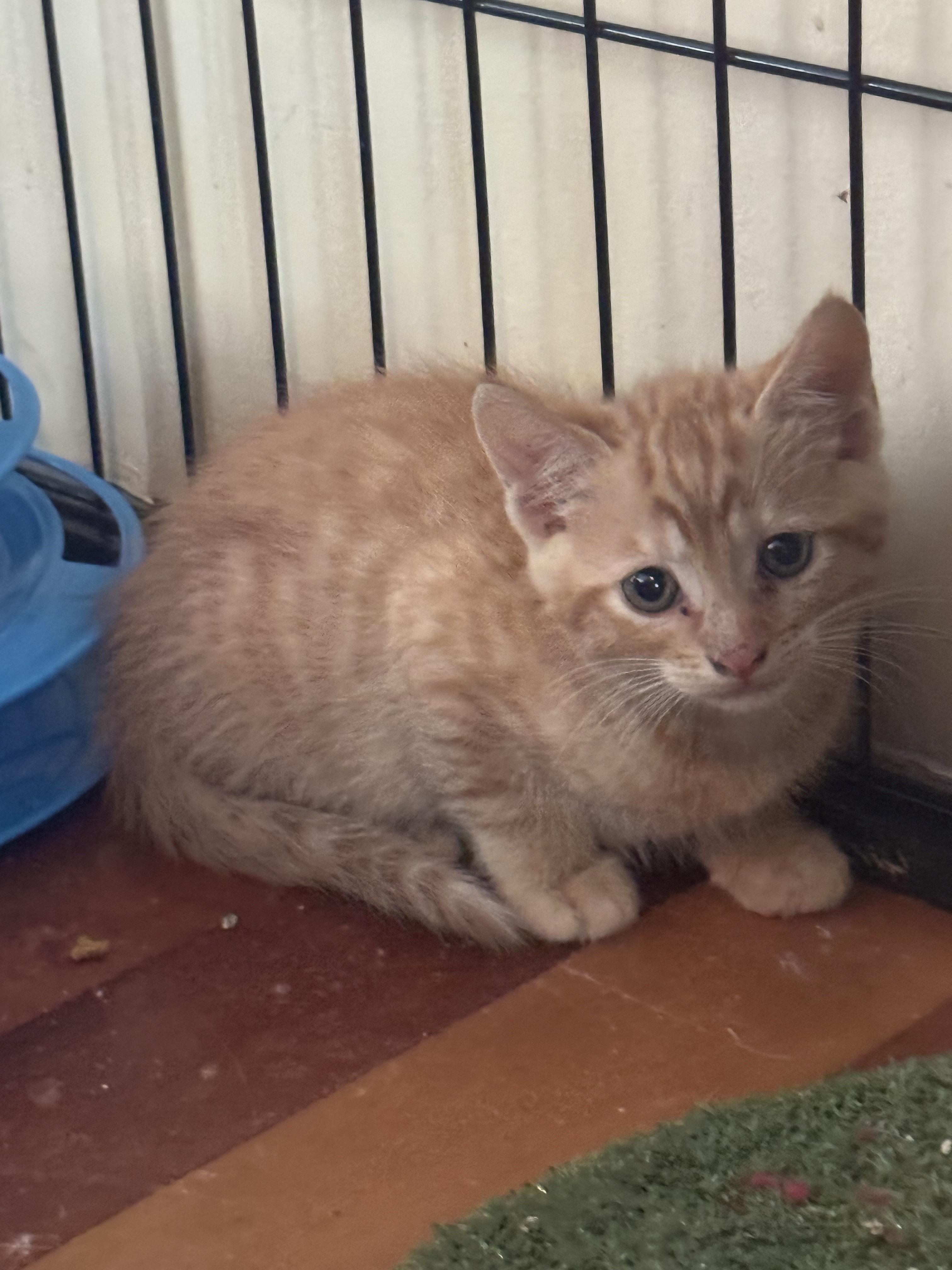 Milo - indoor and outdoor kitty, a Adopted mixed breed in CRYSTAL RIVER, FL image 3/6