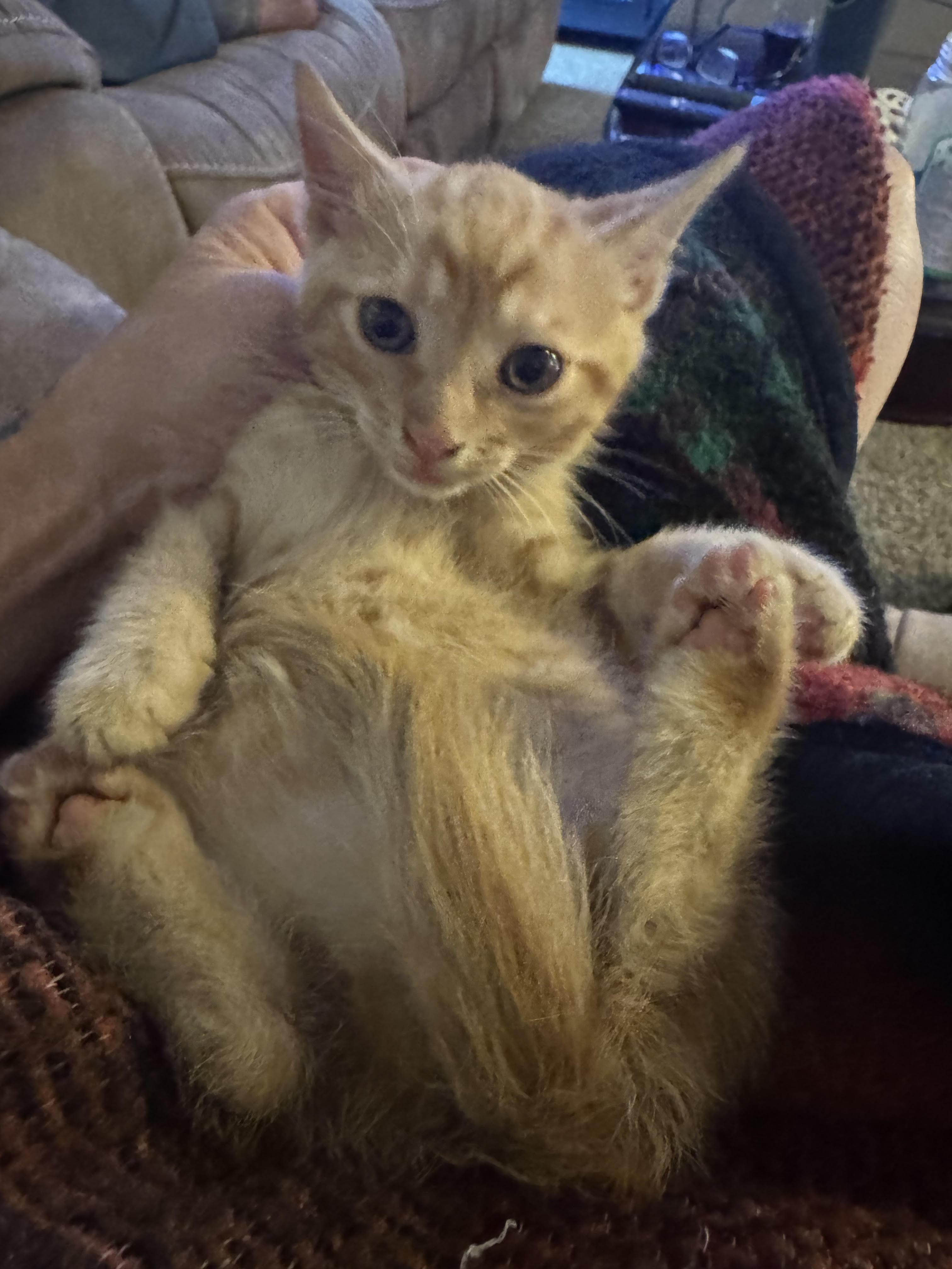 Milo - indoor and outdoor kitty, a Adopted mixed breed in CRYSTAL RIVER, FL image 5/6