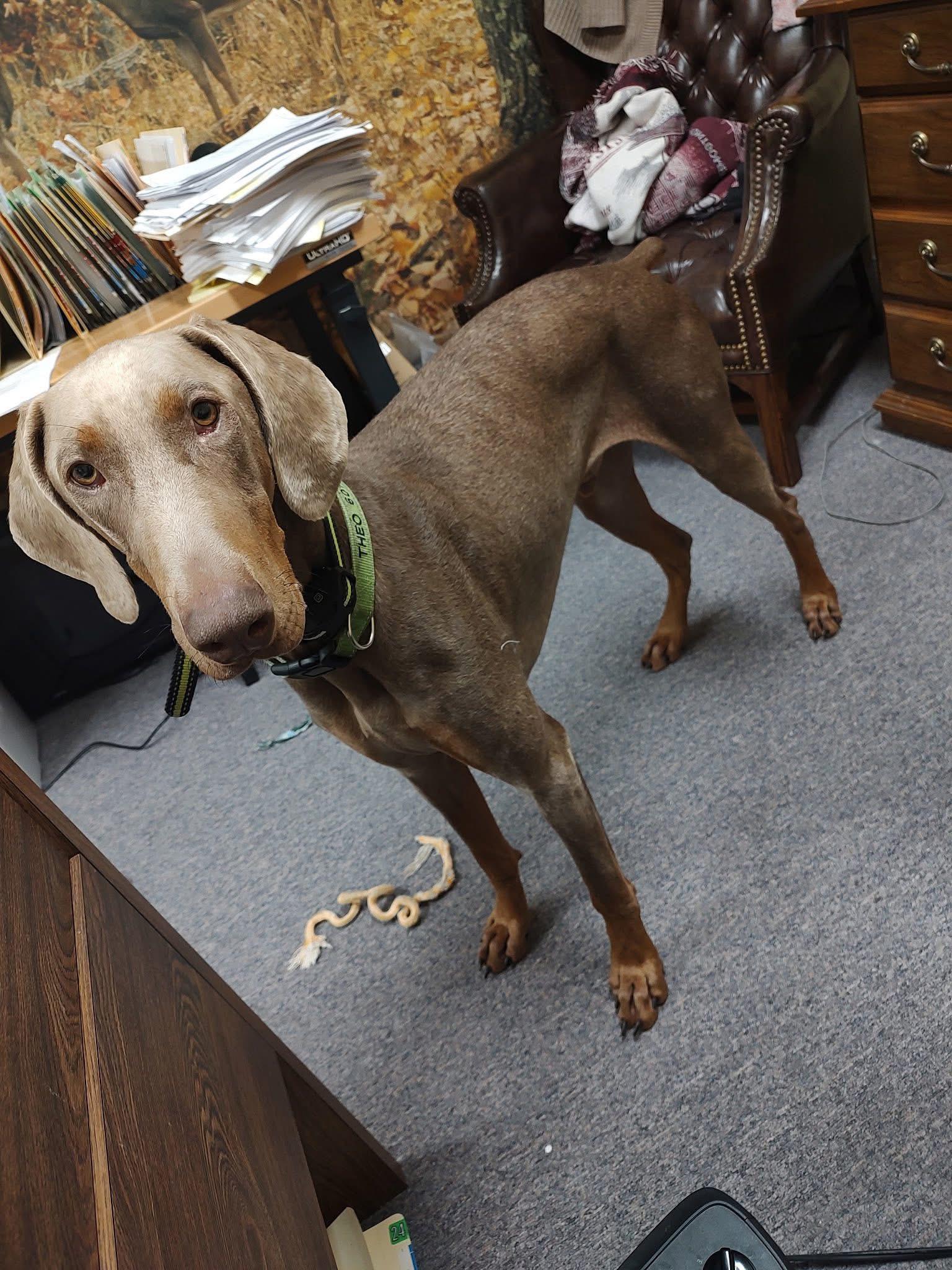 Theo, a Adoptable Doberman Pinscher in East Windsor , CT image 2/4