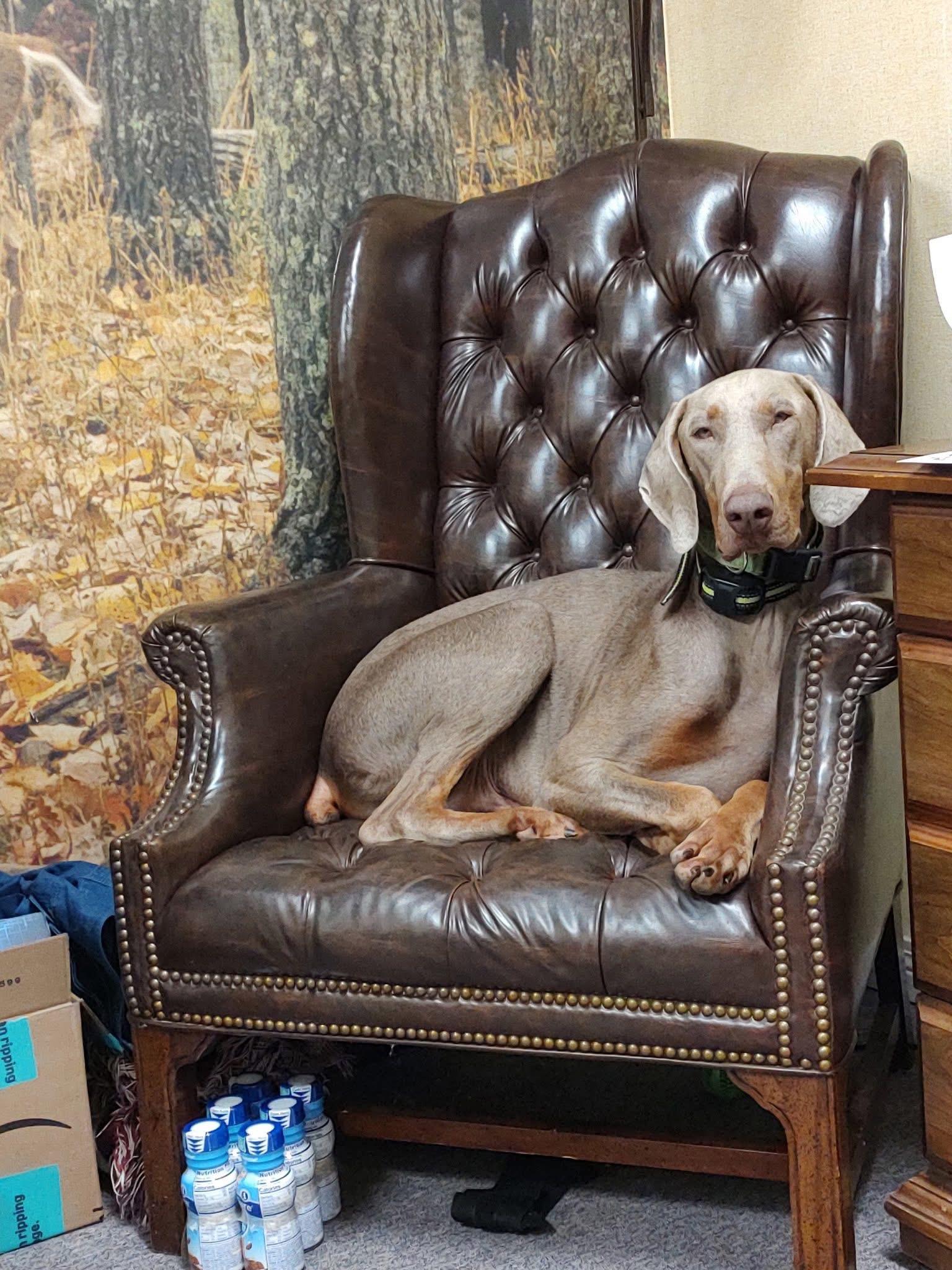 Theo, Adoptable, Young Male Doberman Pinscher.