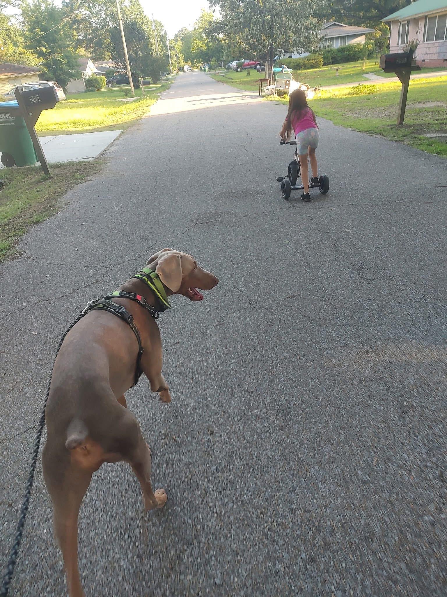 Theo, a Adoptable Doberman Pinscher in East Windsor , CT image 3/4