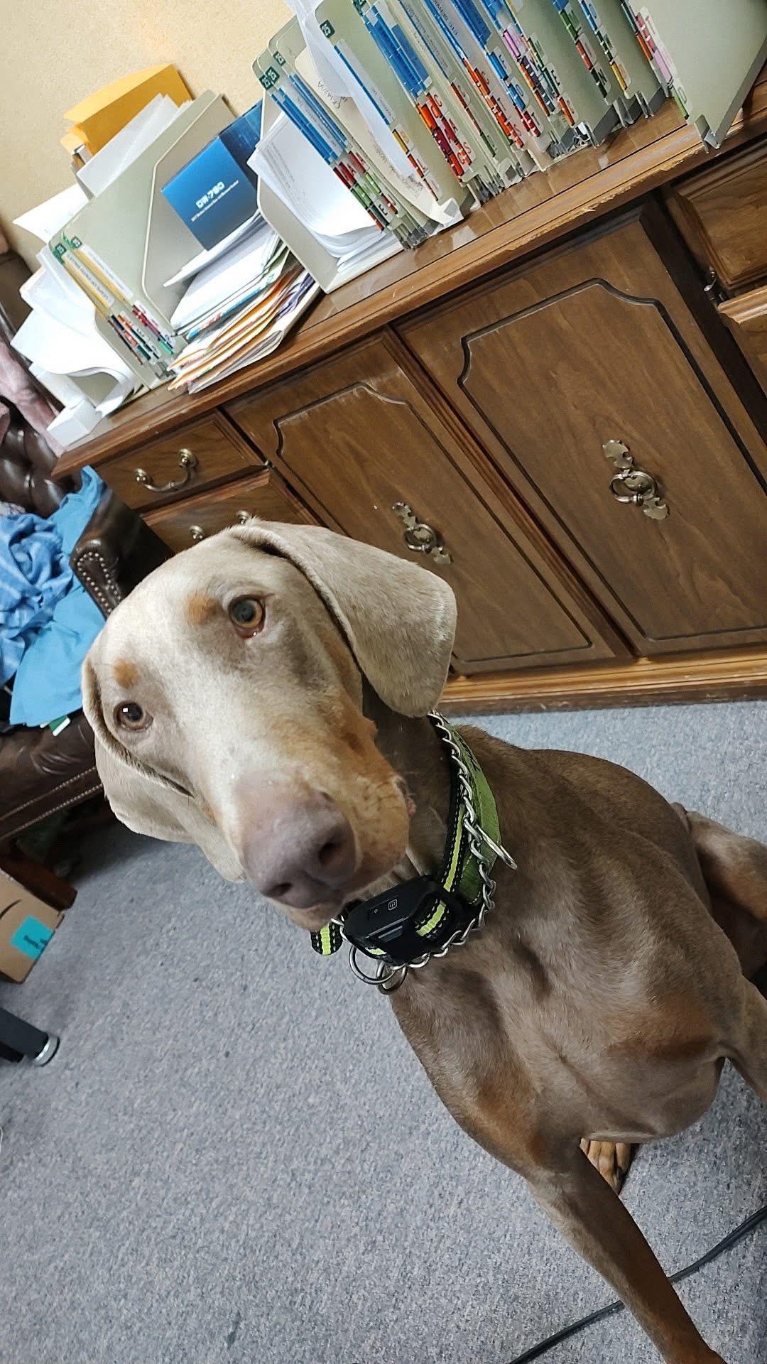 Theo, a Adoptable Doberman Pinscher in East Windsor , CT image 4/4