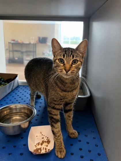 Charity, a Adoptable mixed breed in North Richland Hills, TX image 2/2