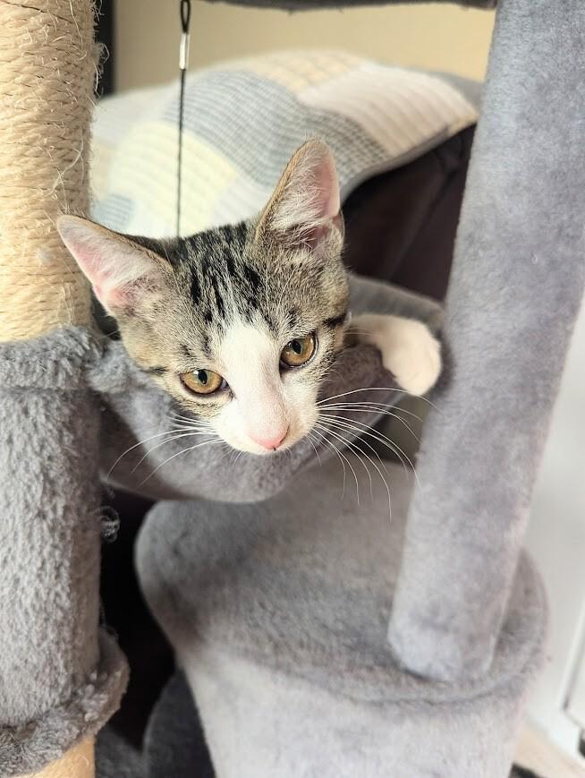Chips Ahoy, Adoptable, Young Male Domestic Short Hair.