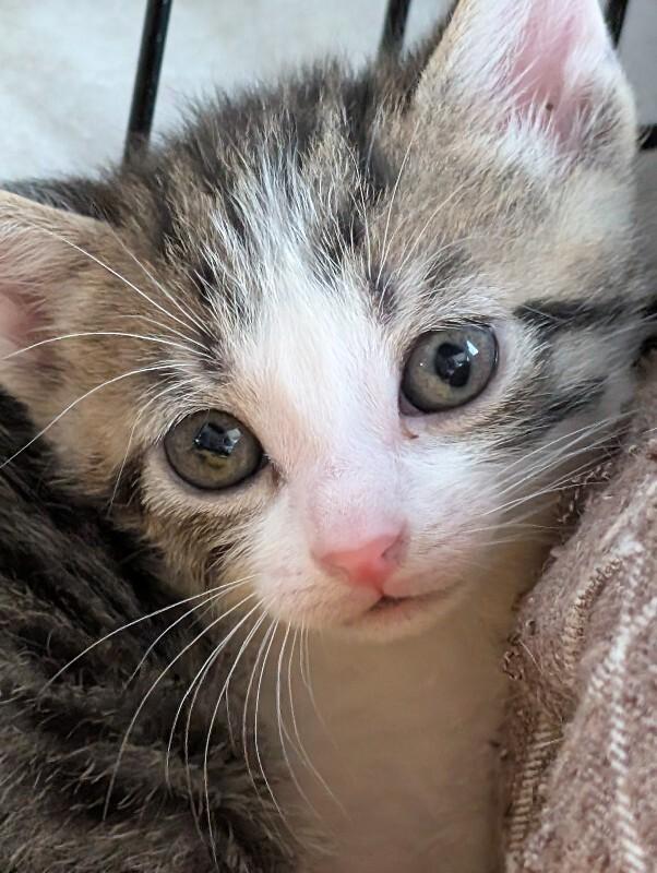 Enlarge Chips Ahoy, a Adoptable Domestic Short Hair in Adrian, MI image 2/3