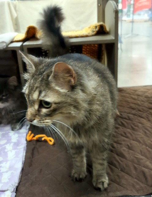 Minx, a Adoptable mixed breed in Fayetteville, GA image 2/3