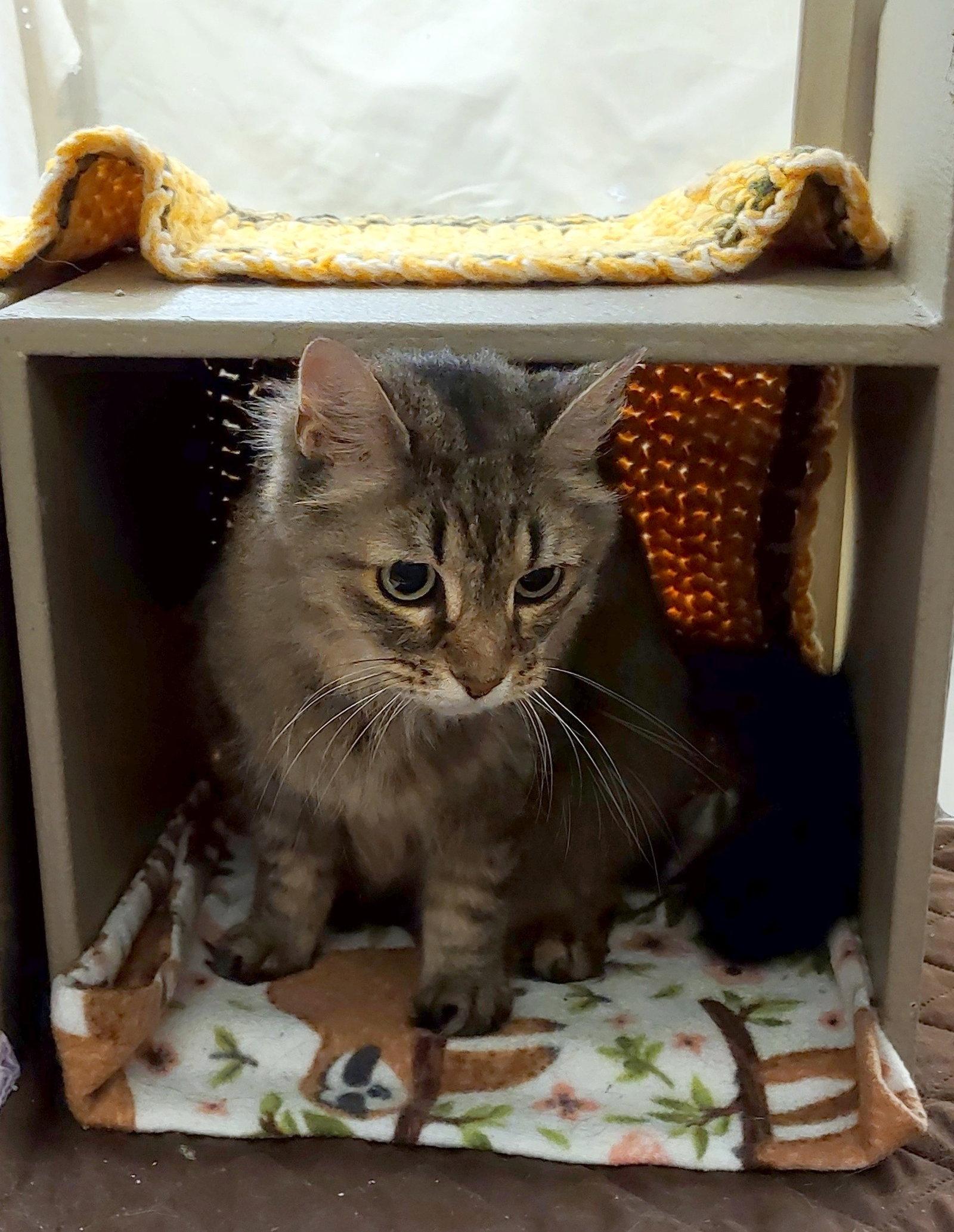 Minx, a Adoptable mixed breed in Fayetteville, GA image 3/3