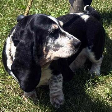 DIXIE, Adopted, Adult Female Basset Hound.