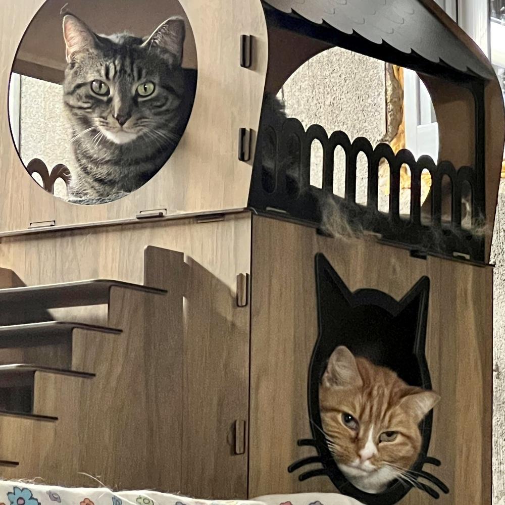 Enlarge Red, a Adoptable Domestic Short Hair in Patchogue, NY image 1/6