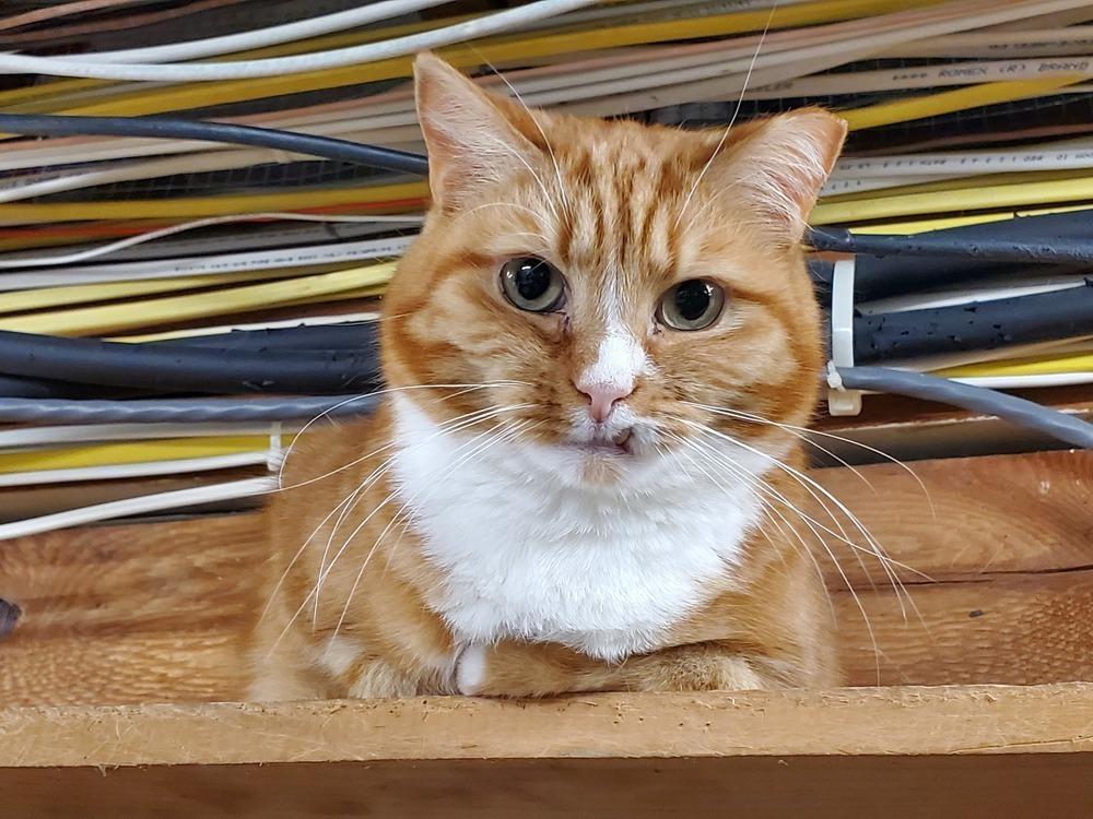 Enlarge Red, a Adoptable Domestic Short Hair in Patchogue, NY image 3/6