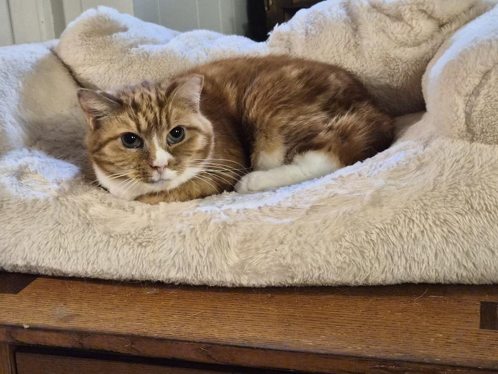 Enlarge Red, a Adoptable Domestic Short Hair in Patchogue, NY image 2/6