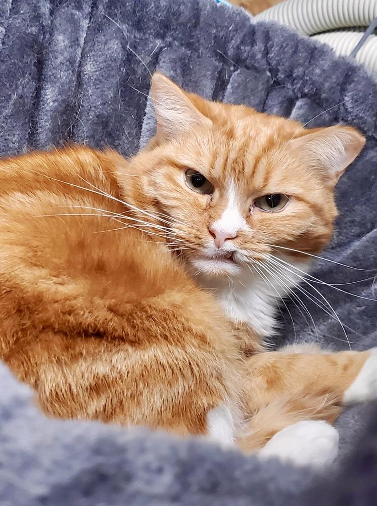 Enlarge Red, a Adoptable Domestic Short Hair in Patchogue, NY image 4/6