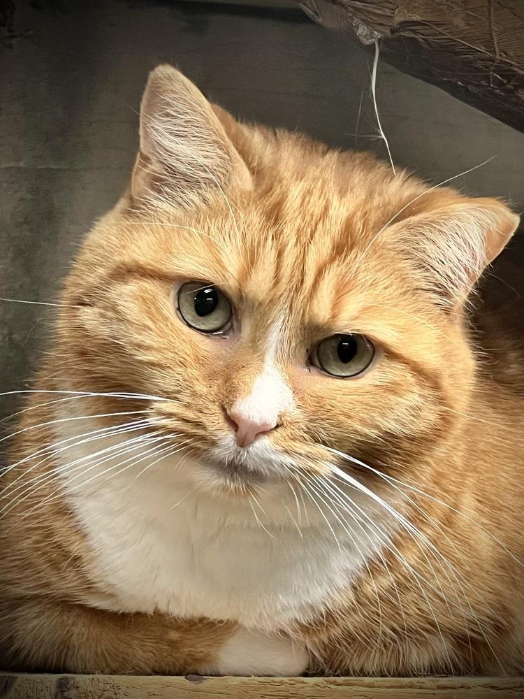 Enlarge Red, a Adoptable Domestic Short Hair in Patchogue, NY image 5/6