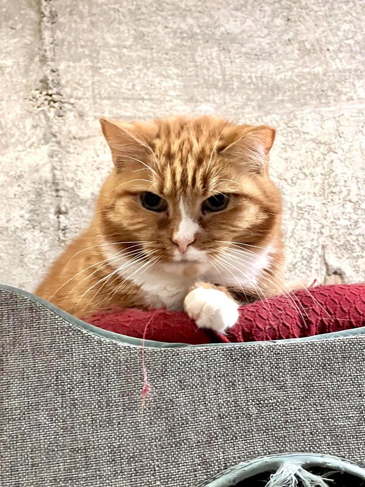 Enlarge Red, a Adoptable Domestic Short Hair in Patchogue, NY image 5/6