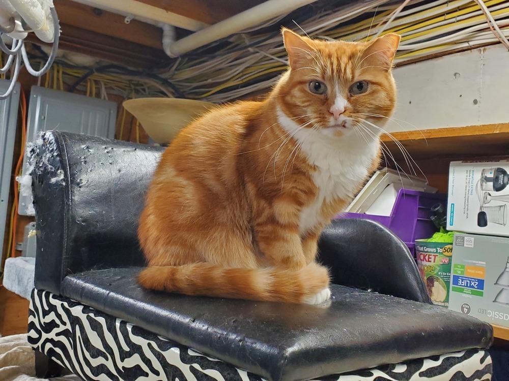 Enlarge Red, a Adoptable Domestic Short Hair in Patchogue, NY image 6/6