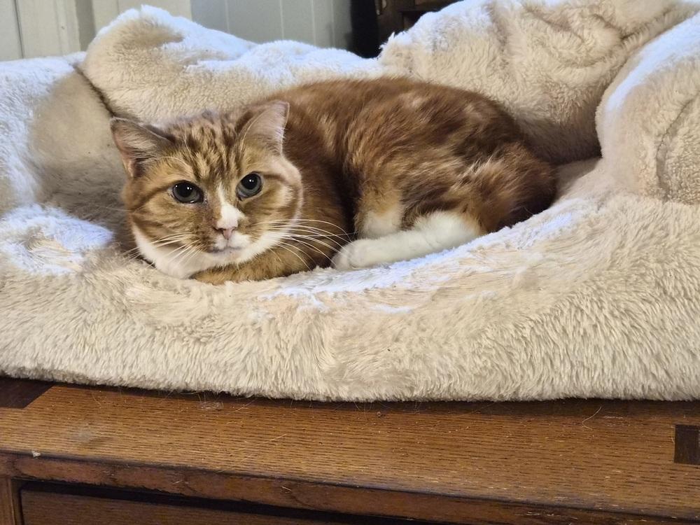 Enlarge Red, a Adoptable Domestic Short Hair in Patchogue, NY image 6/6