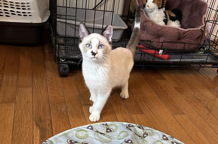 Enlarge Kodi 1025, an adopted mixed breed in Farmington Hills, MI image 3/3