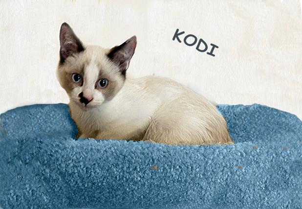 Enlarge Kodi 1025, an adopted mixed breed in Farmington Hills, MI image 1/3