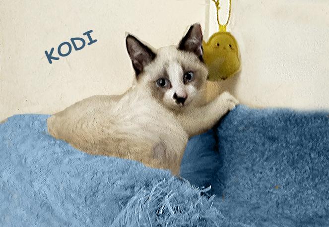 Enlarge Kodi 1025, an adopted mixed breed in Farmington Hills, MI image 2/3