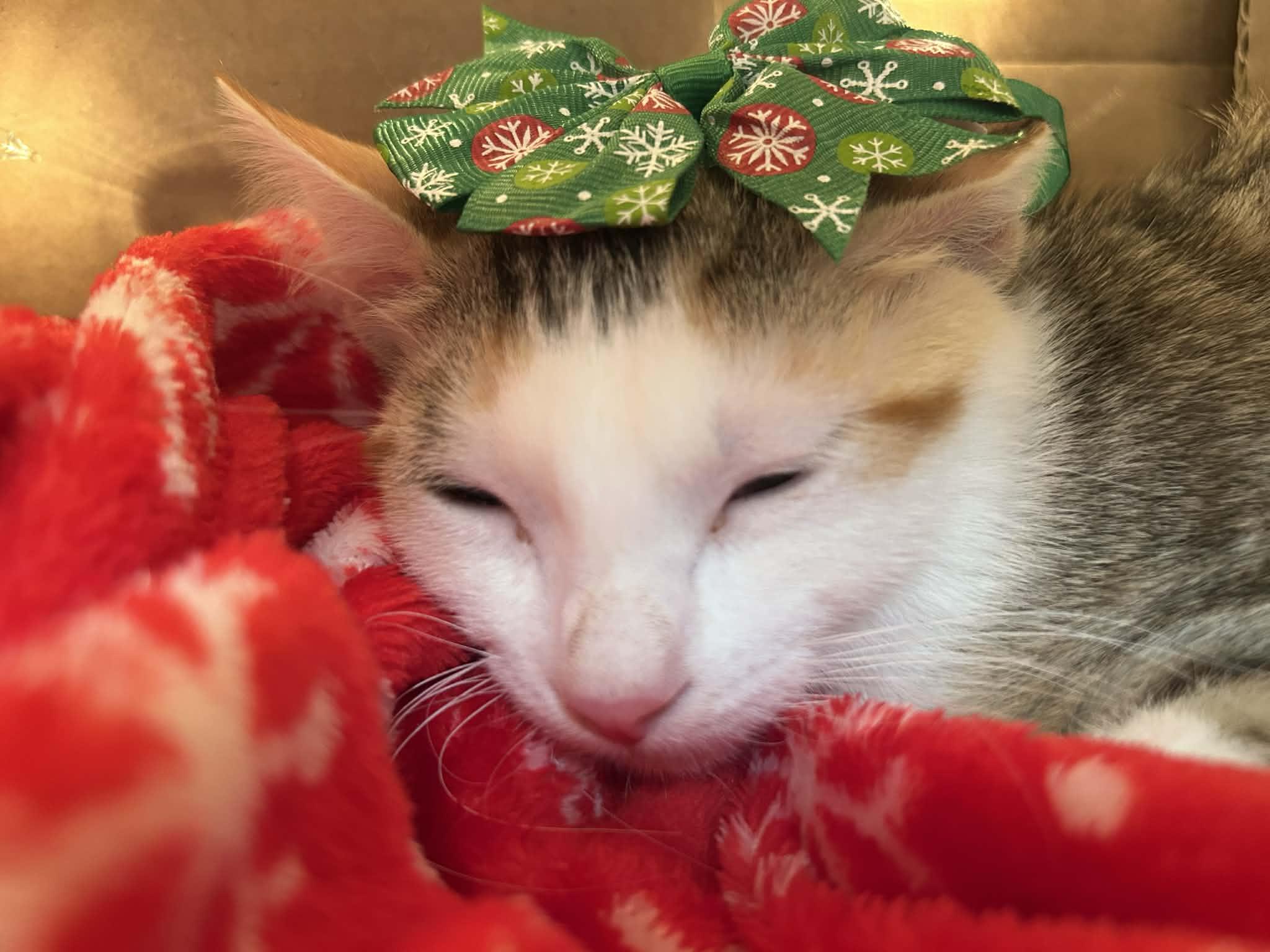 Enlarge Frappe - Sweet and affectionate, a Adoptable Domestic Short Hair in Racine, WI image 3/3