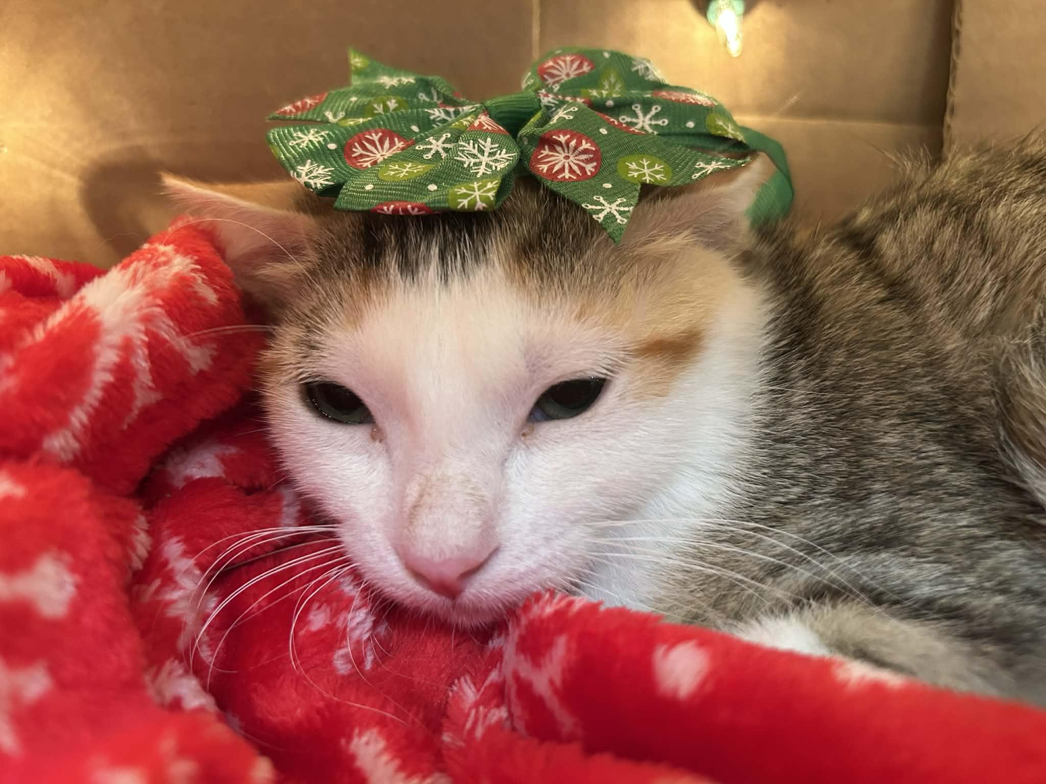 Enlarge Frappe - Sweet and affectionate, a Adoptable Domestic Short Hair in Racine, WI image 1/3