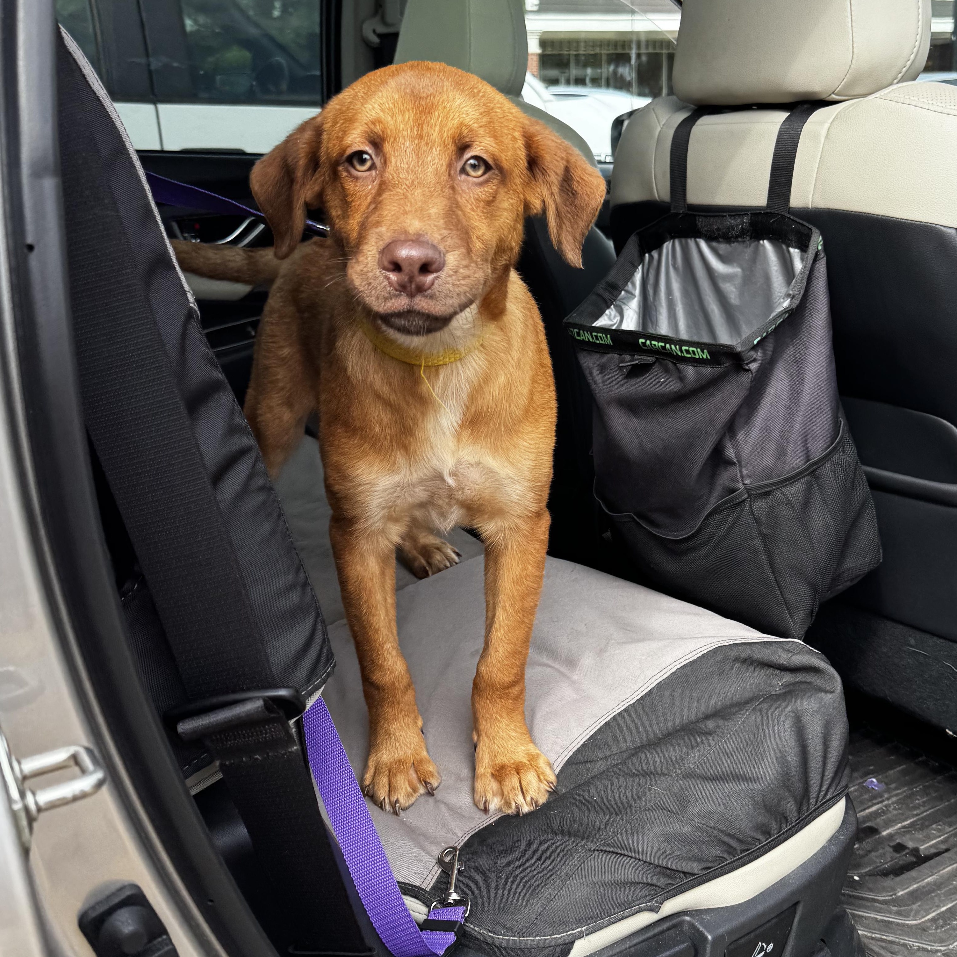 Enlarge Sparky, a Adopted mixed breed in Portland, ME image 3/4