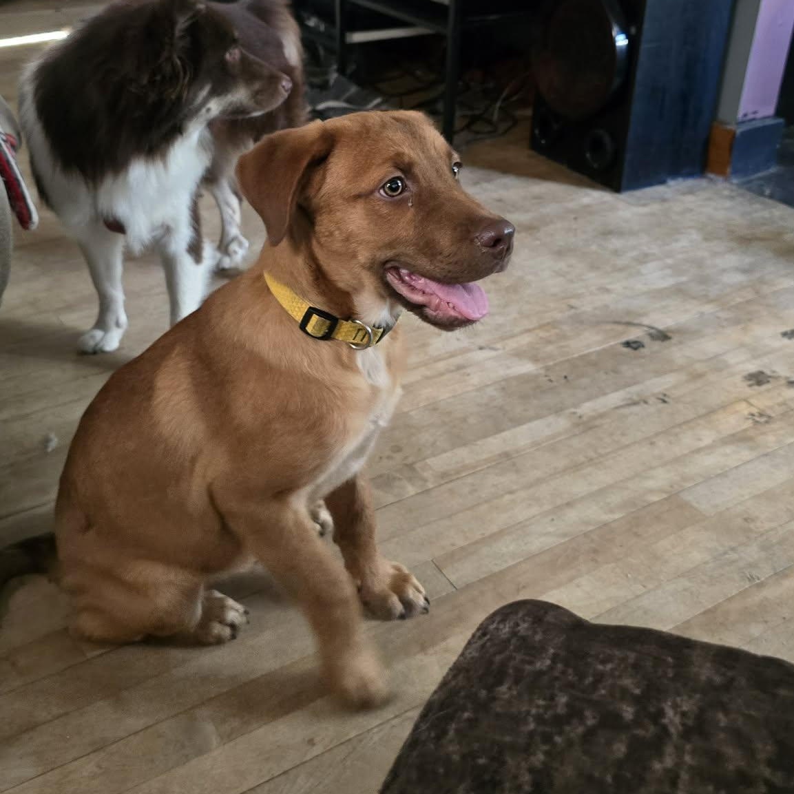 Enlarge Sparky, a Adopted mixed breed in Portland, ME image 4/4