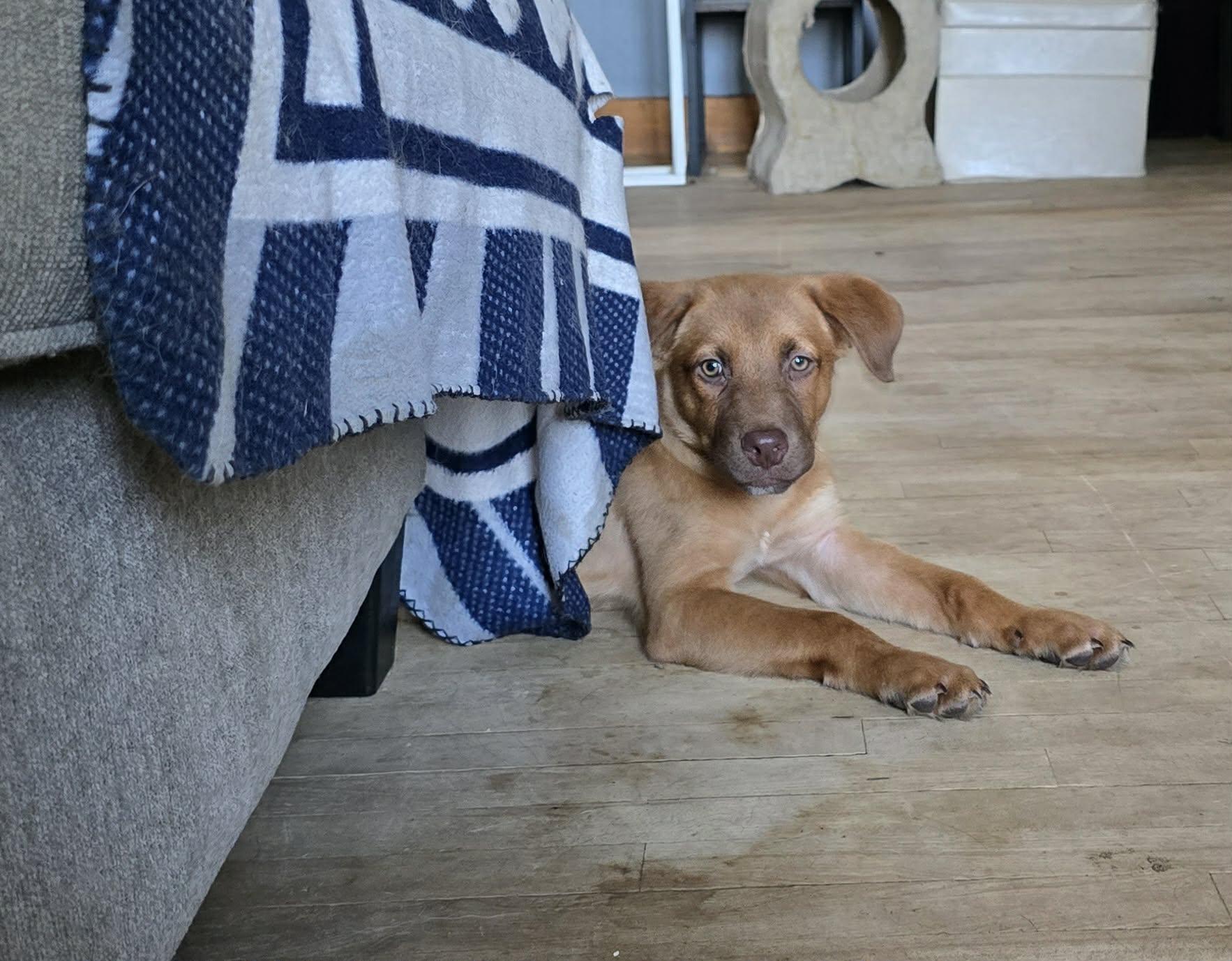 Enlarge Sparky, a Adopted mixed breed in Portland, ME image 2/4