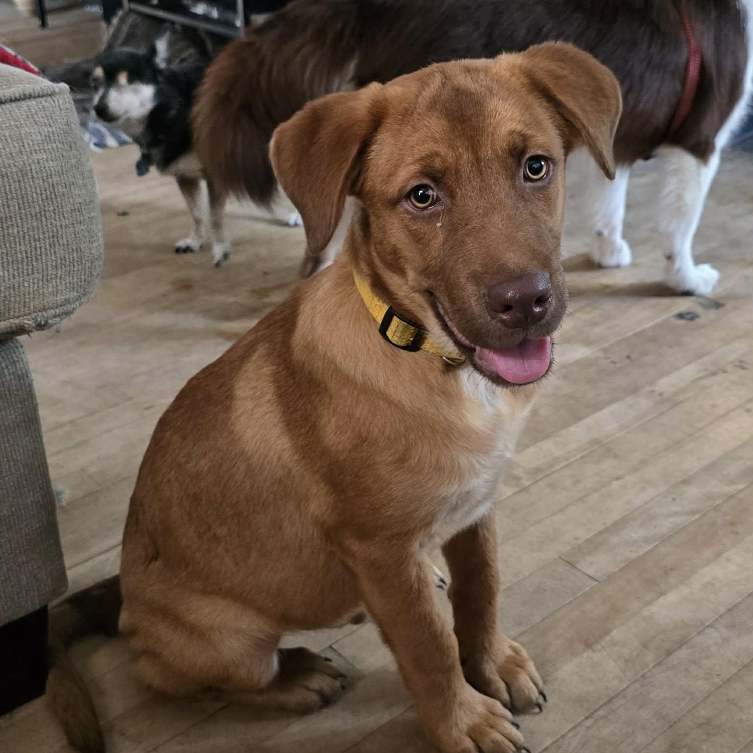 Sparky, Adopted, Young Male Labrador Retriever.