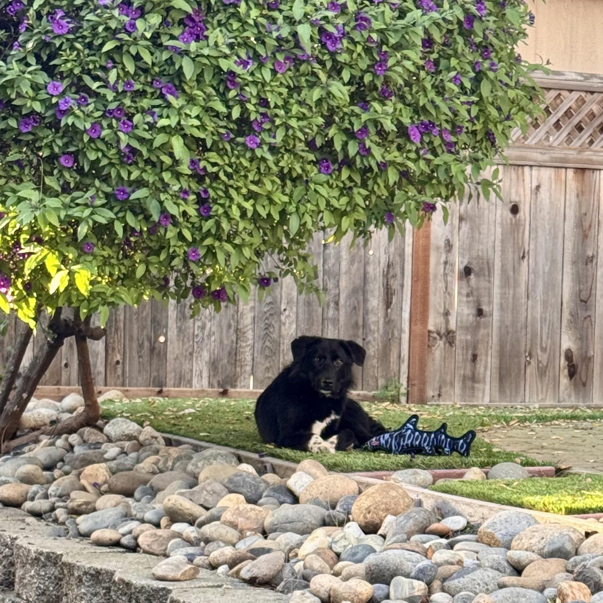 Enlarge Chance, a ADOPTABLE mixed breed in Pleasanton, CA image 2/4