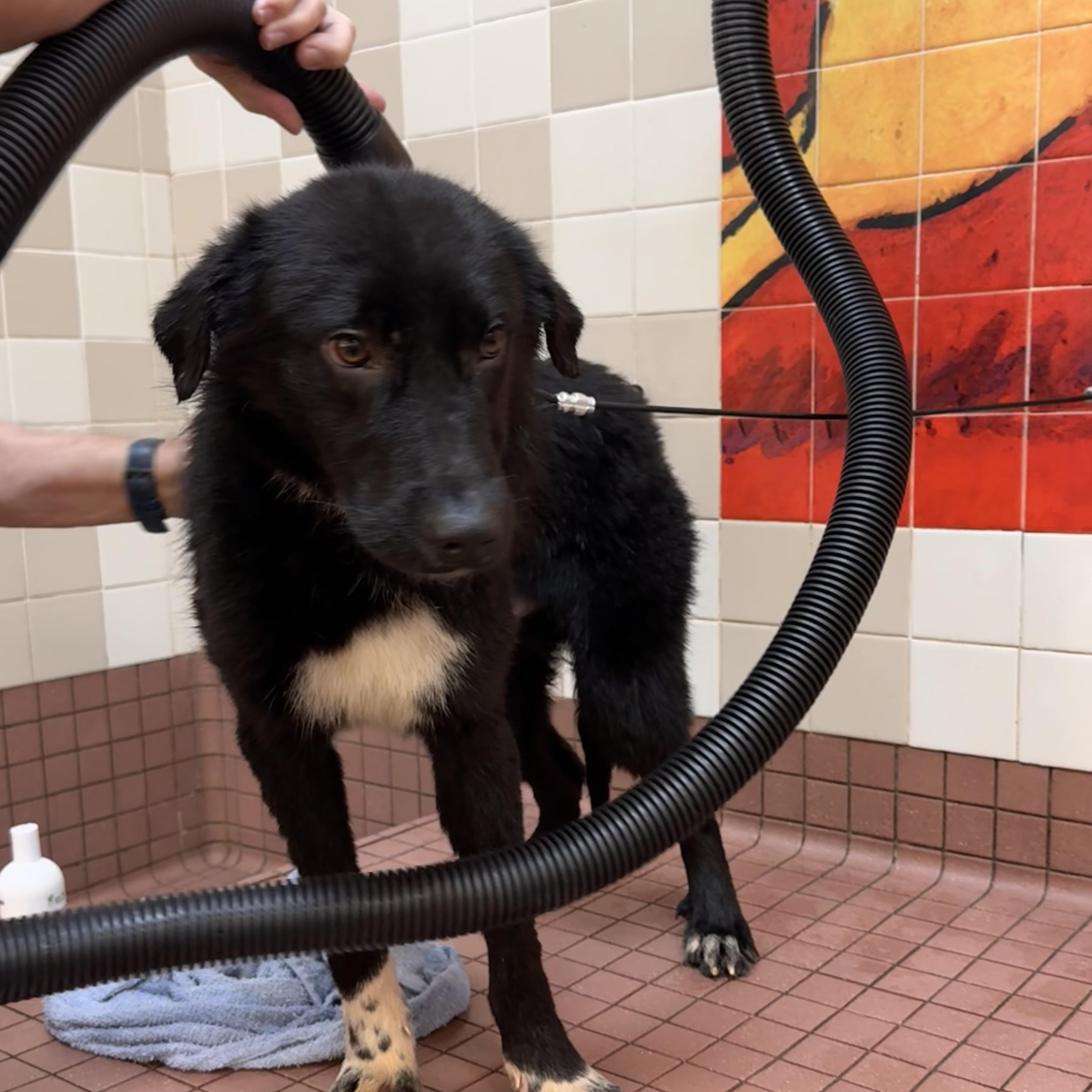 Enlarge Chance, a ADOPTABLE mixed breed in Pleasanton, CA image 3/4