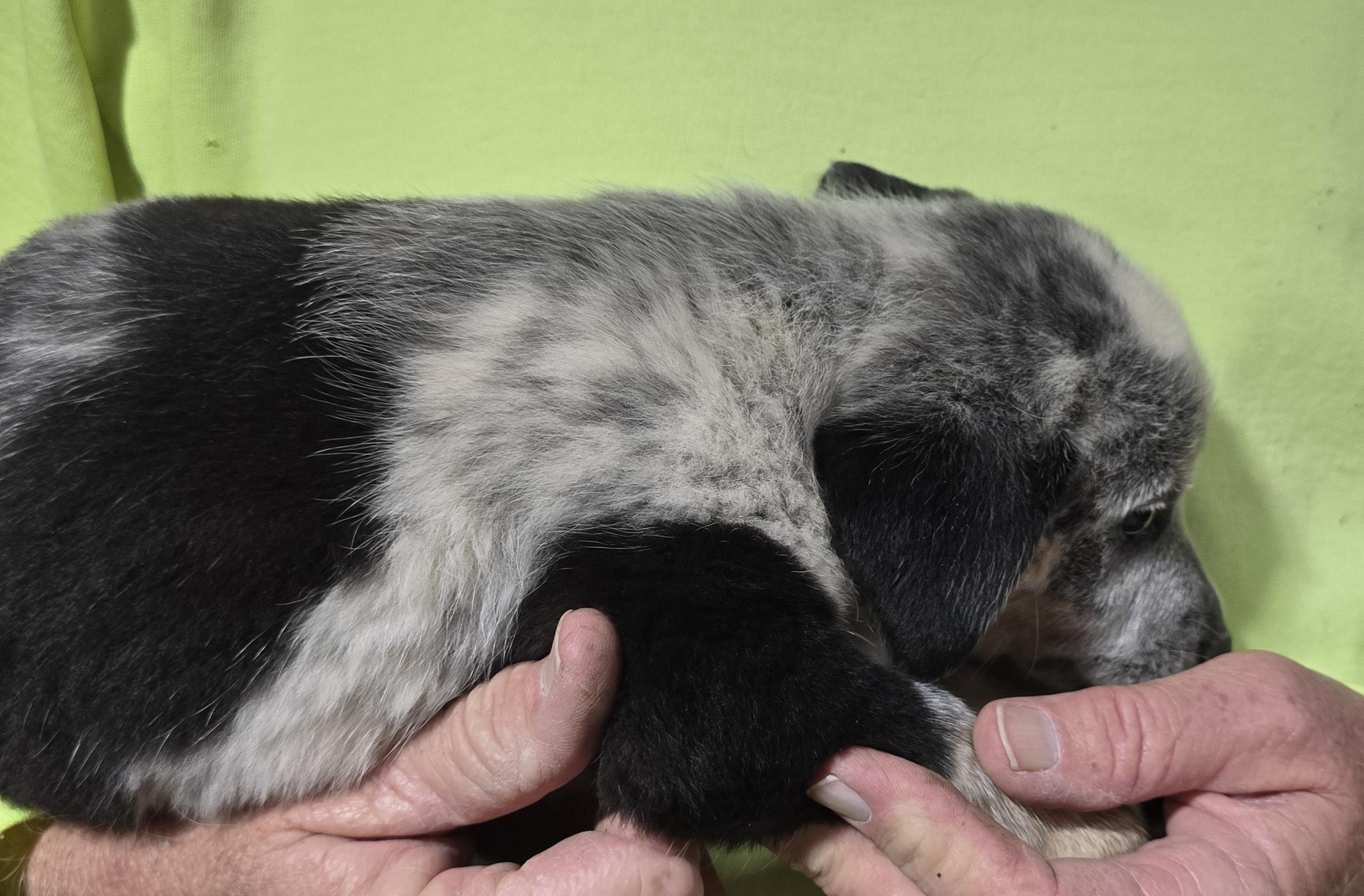 Enlarge Oreo, a Adopted Mixed Breed in McCrory, AR image 2/2