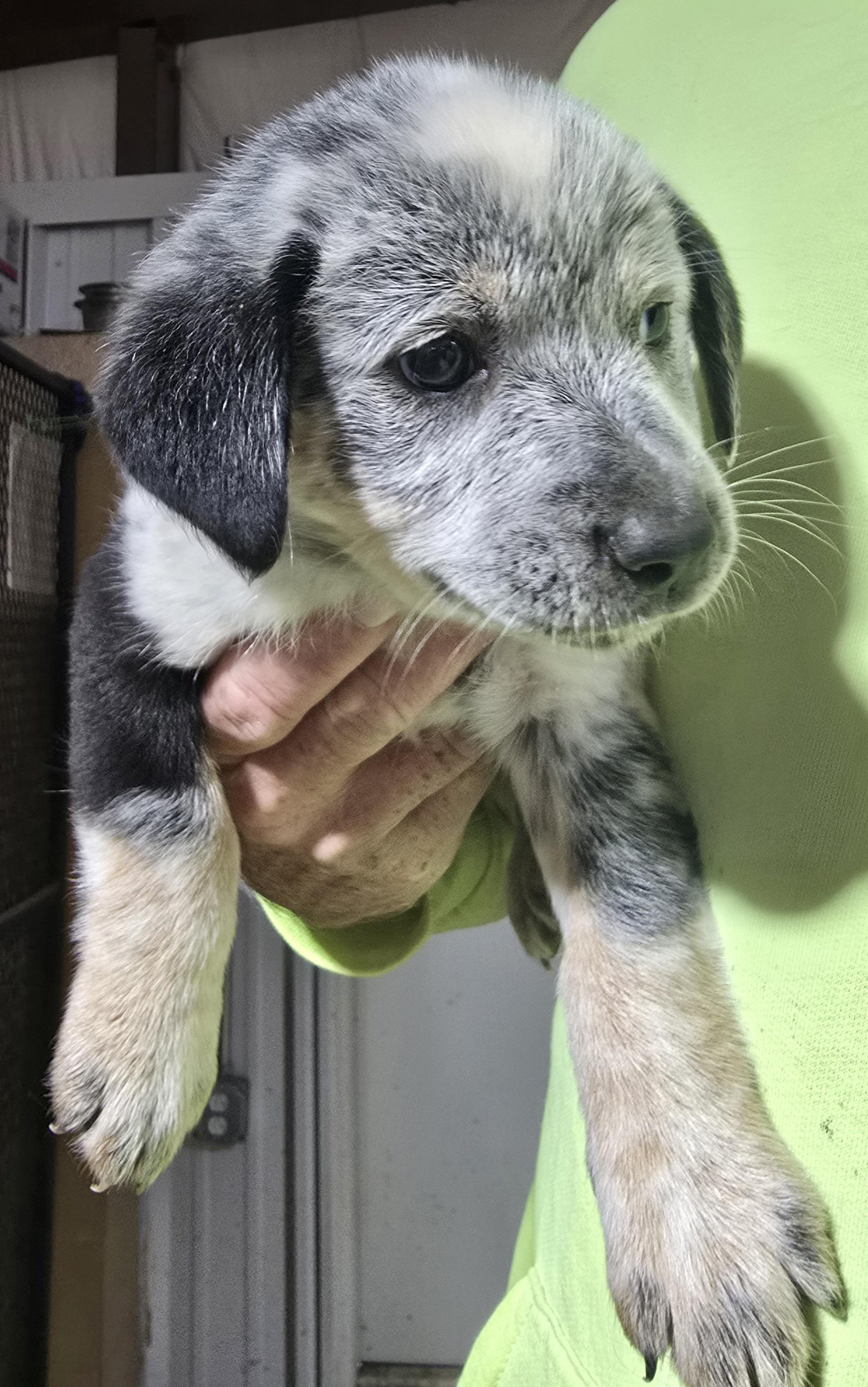 Enlarge Oreo, a Adopted Mixed Breed in McCrory, AR image 1/2