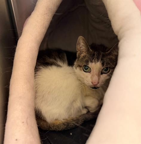 Enlarge LITTLE GIRL, a Adoptable Domestic Short Hair in Brighton, CO image 1/1