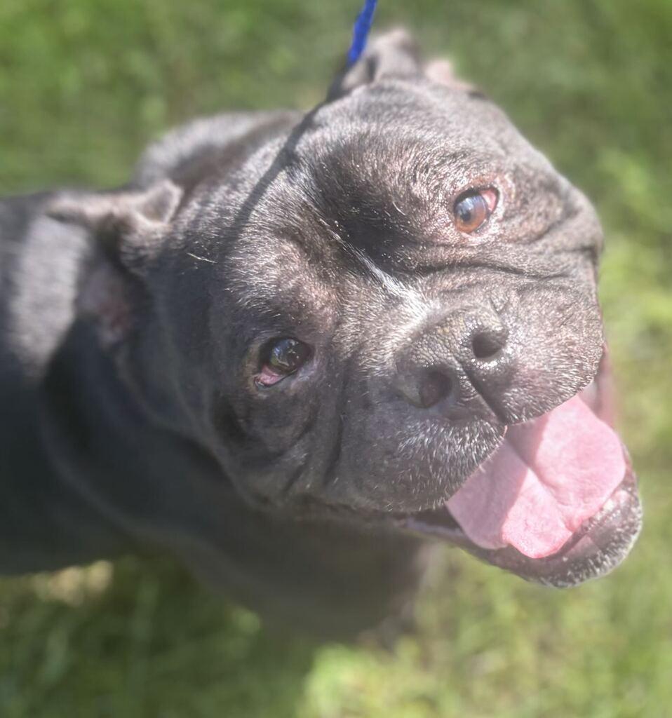 Bubbas, Adoptable, Senior Male Mixed Breed.