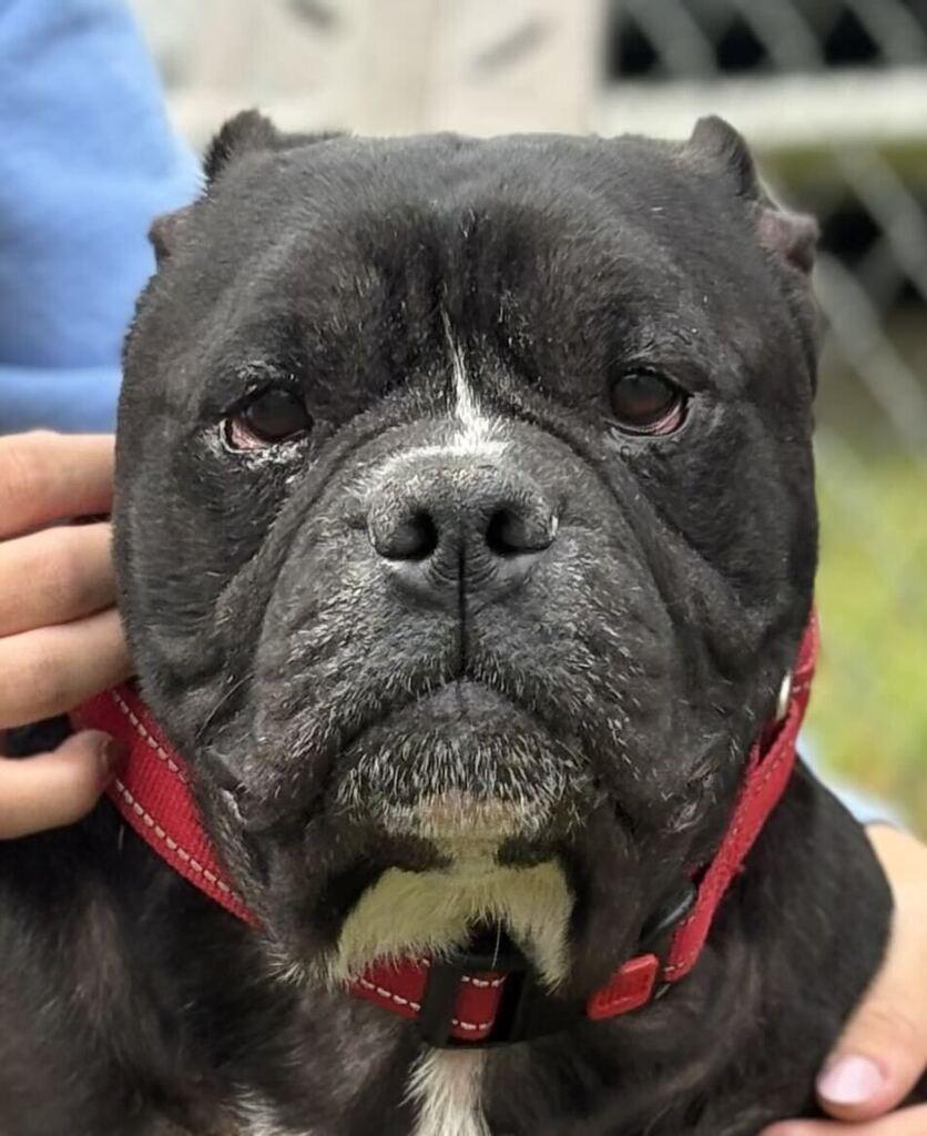 Enlarge Bubbas, a Adoptable Mixed Breed in Jackson, MI image 5/6