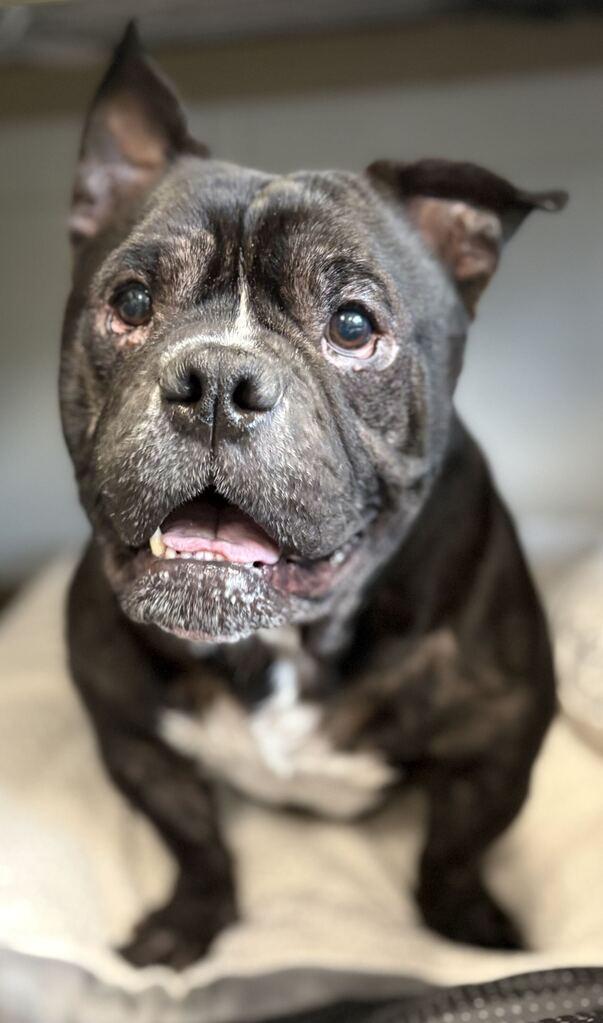Enlarge Bubbas, a Adoptable Mixed Breed in Jackson, MI image 4/6