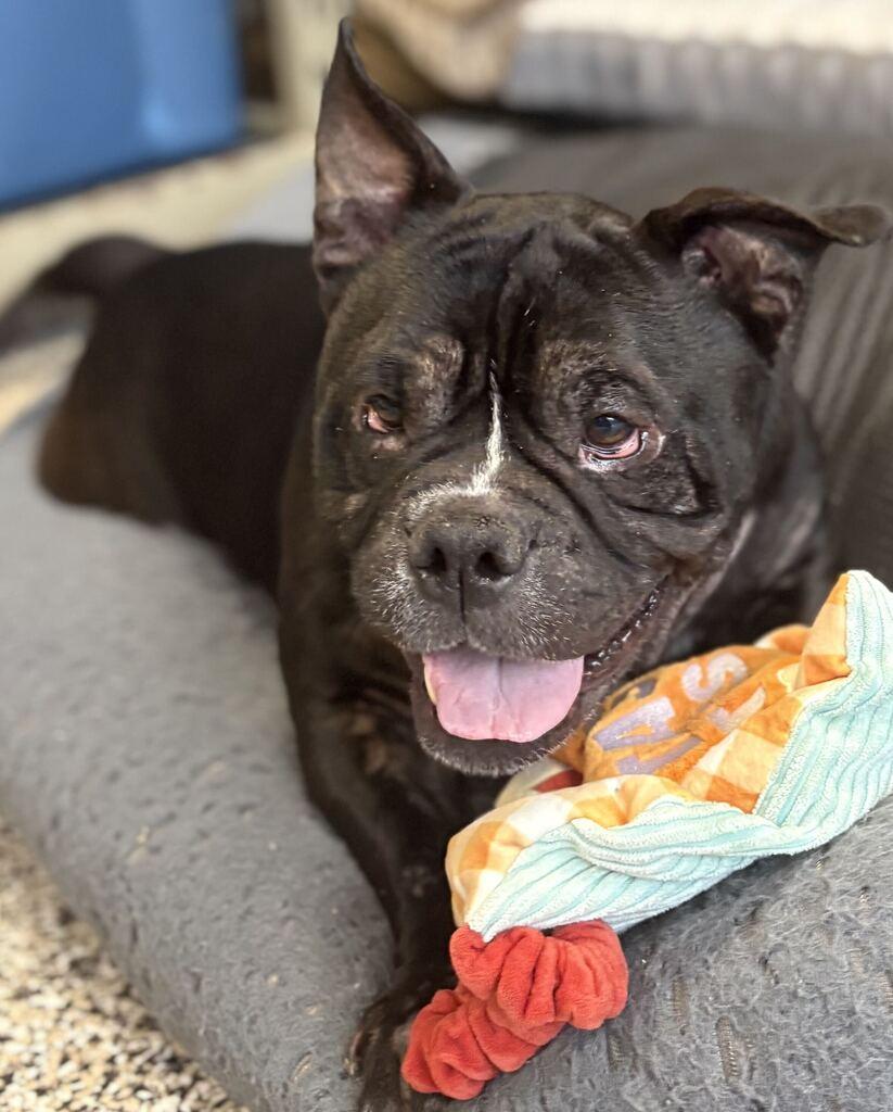 Enlarge Bubbas, a Adoptable Mixed Breed in Jackson, MI image 2/6
