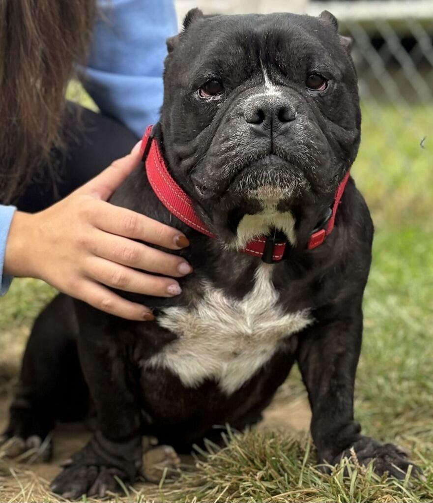 Enlarge Bubbas, a Adoptable Mixed Breed in Jackson, MI image 3/6